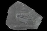 Elrathia Trilobite Molt Fossil - House Range - Utah #139704-1